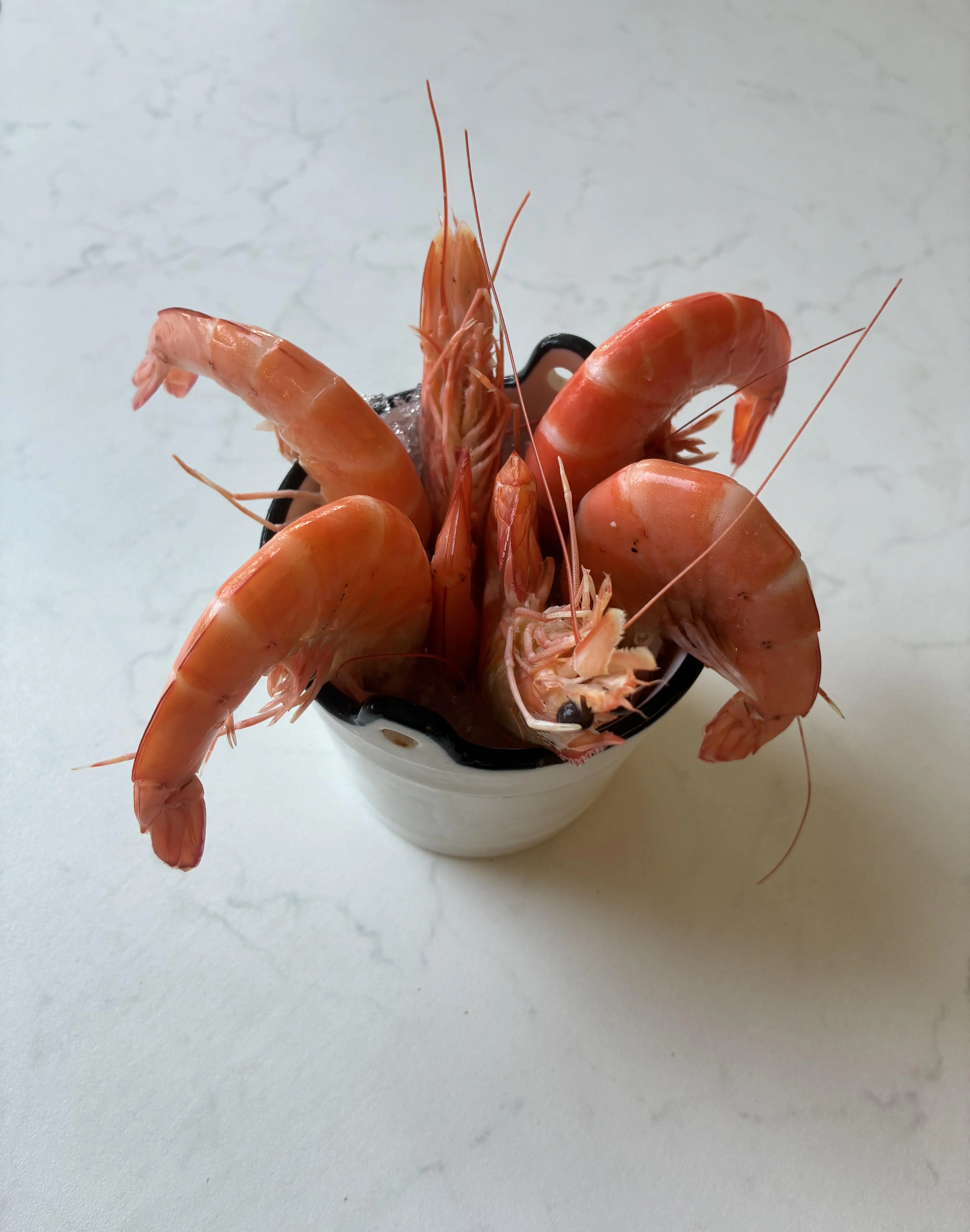 Crevettes roses fraîches