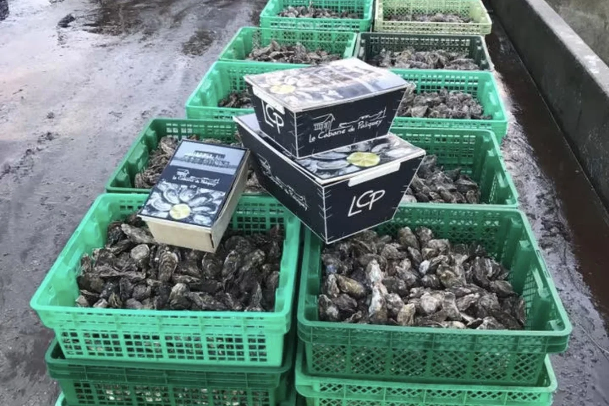 Best foodie experiences to taste oysters in Gujan-Mestras