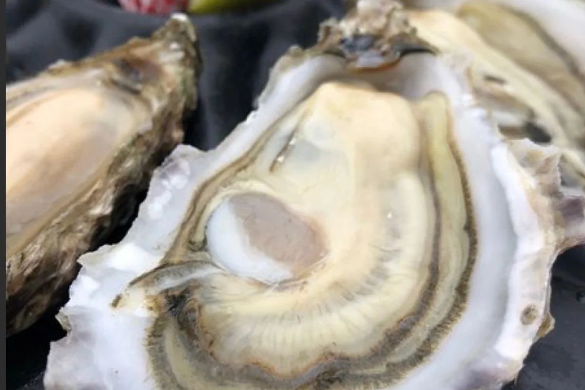 Comprar ostras y mariscos frescos directamente en Gujan-Mestras fácilmente