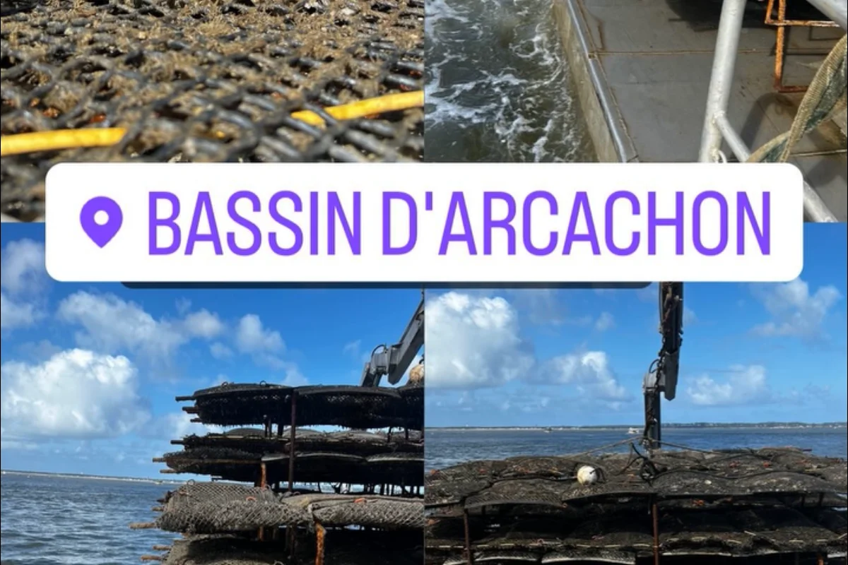 Mejores experiencias culinarias para degustar ostras en el Bassin d’Arcachon